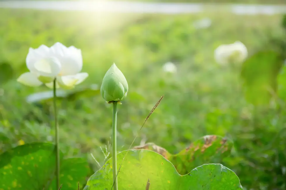 1czphoto-flower-3639259 white flower, green background