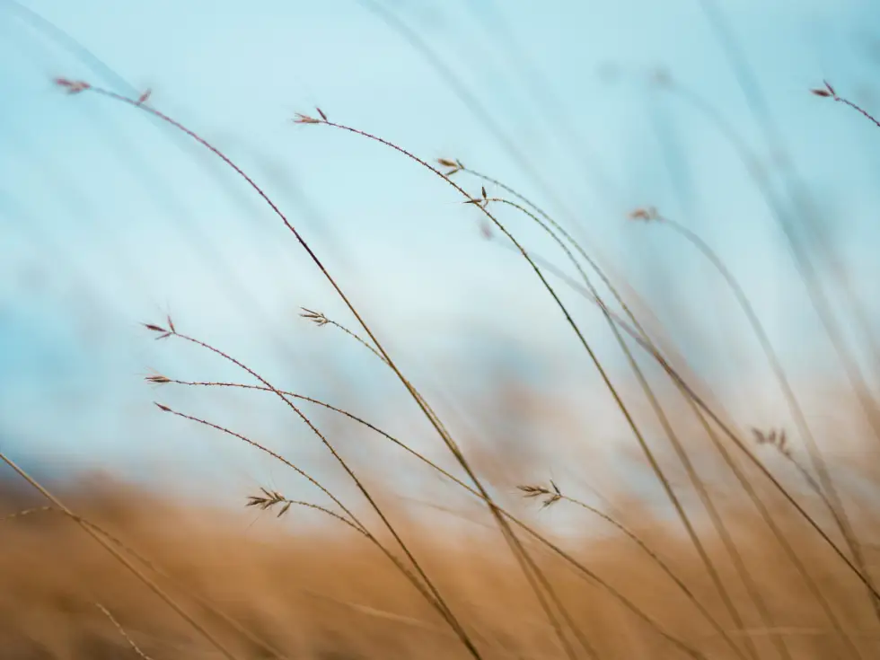 aaron-burden-tQF8FCNYNrk-unsplash beautiful grass stalks blowing in the wind.